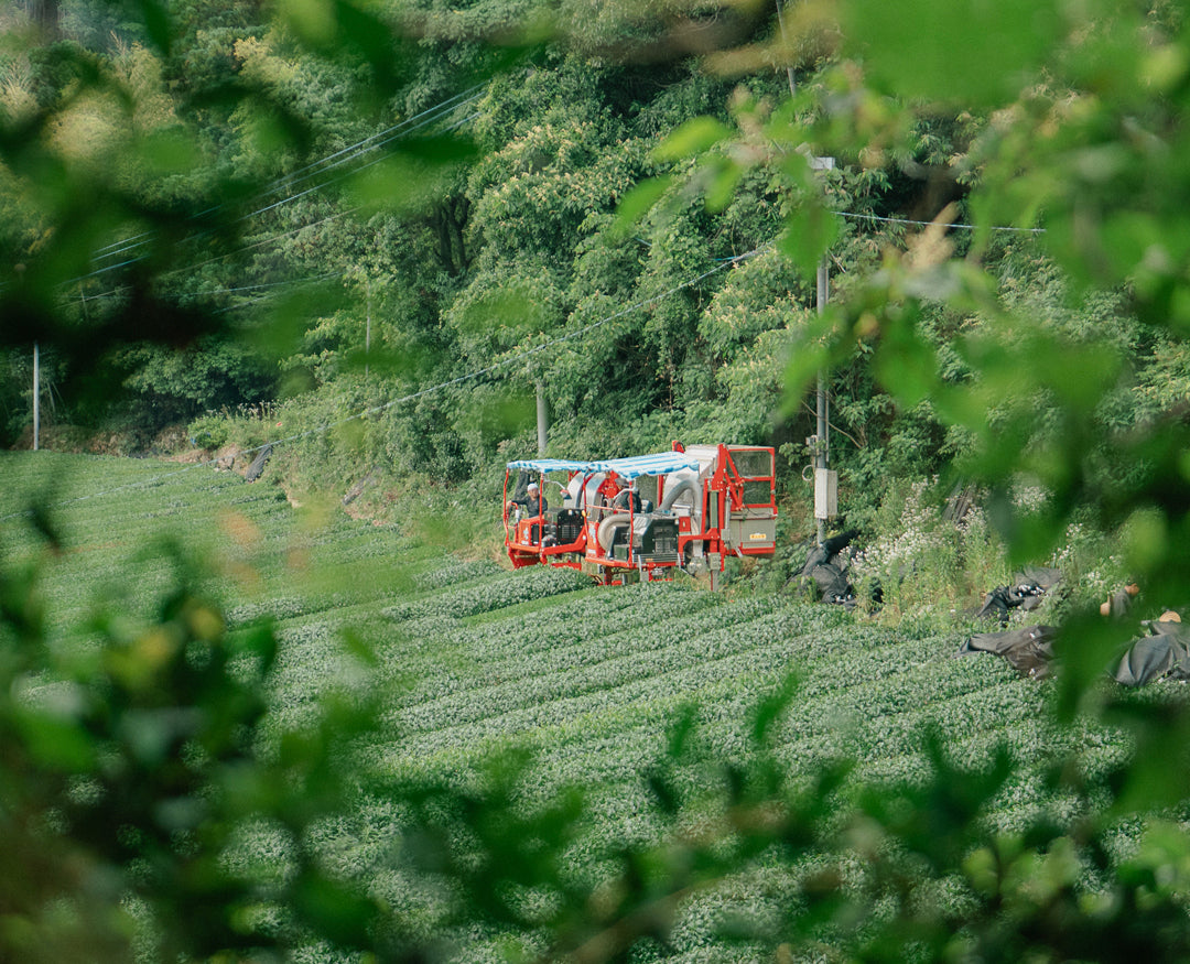 from-fields-of-yame.jpg